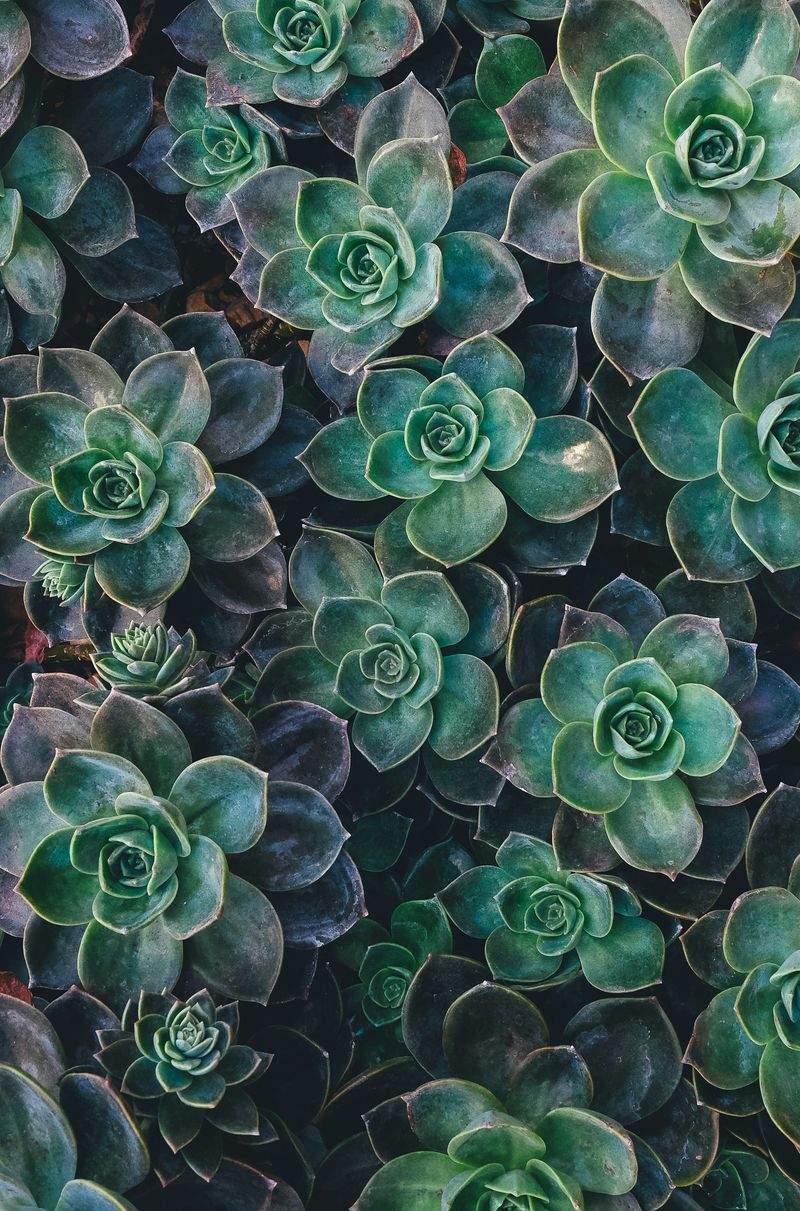 Maple Leaf Garden & Landscape Co. 11